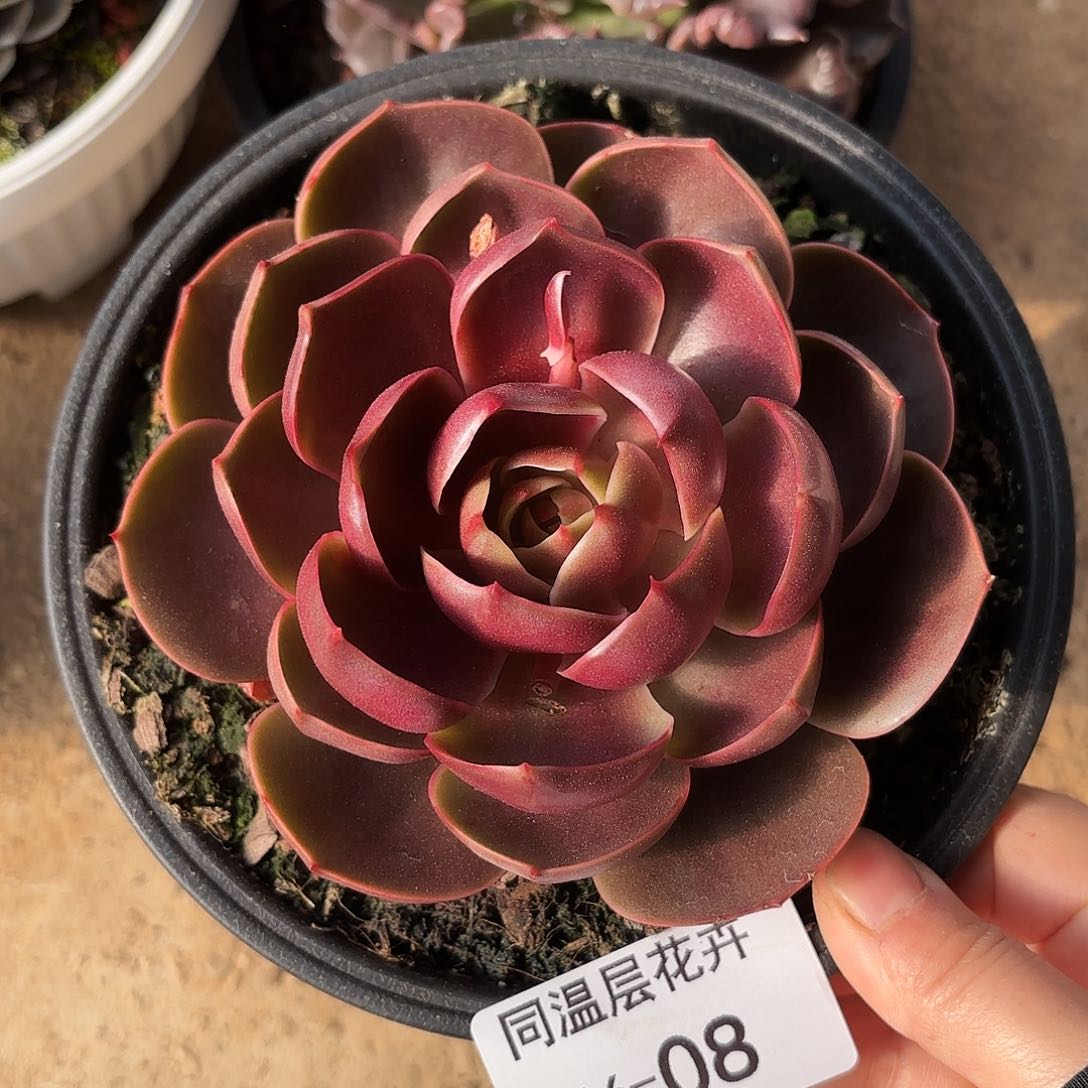 同温层多肉红灯08