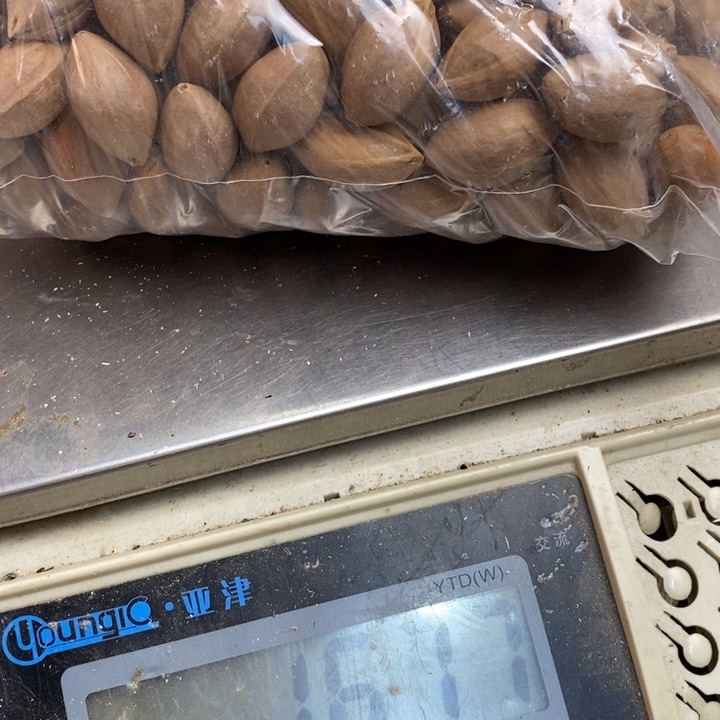 香榧木万能核的大