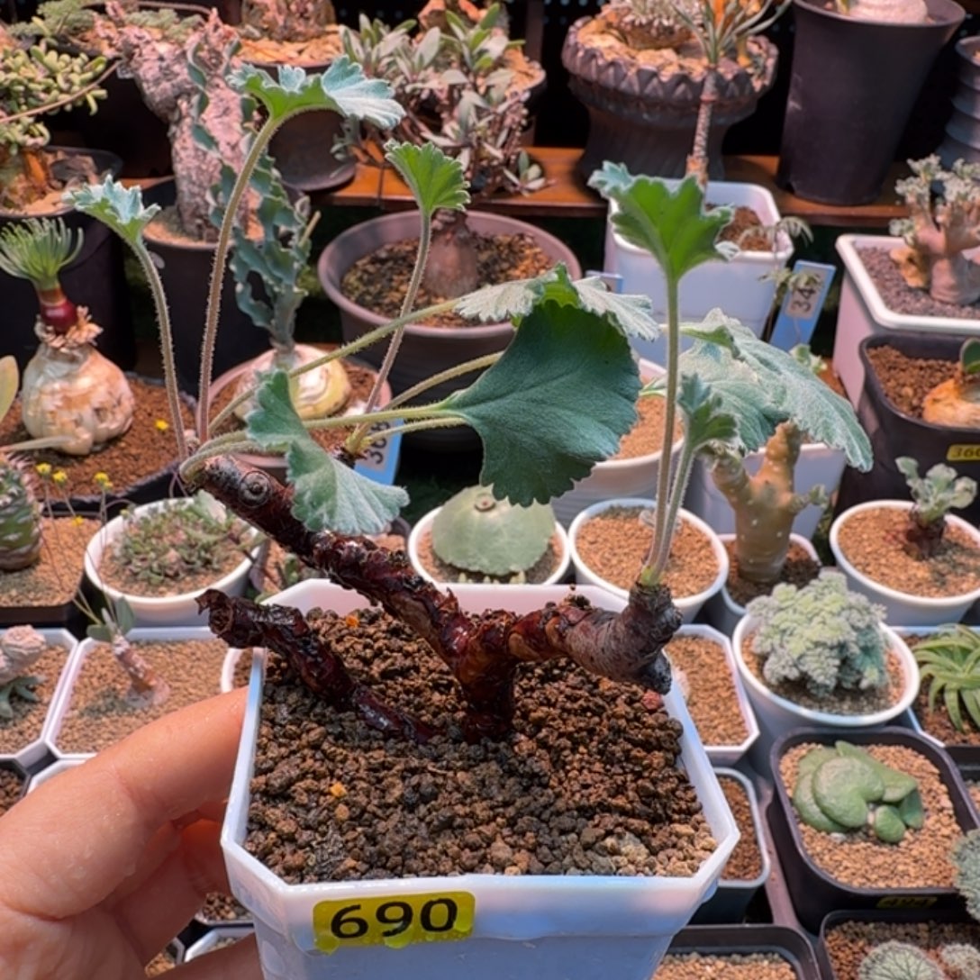 枝干洋葵690 仙人掌