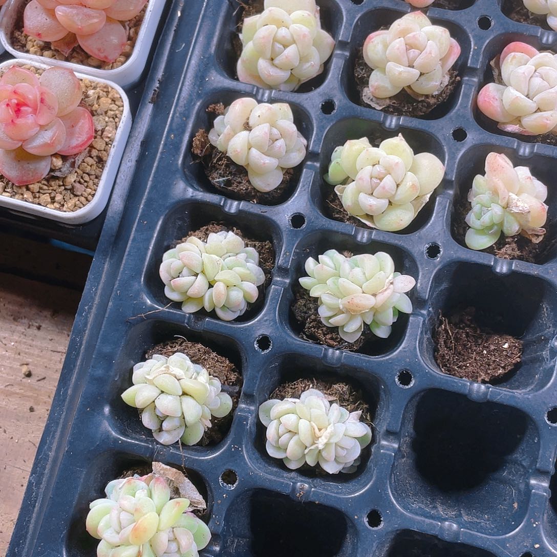 四头白体冰玉不包整穴一个满25包邮