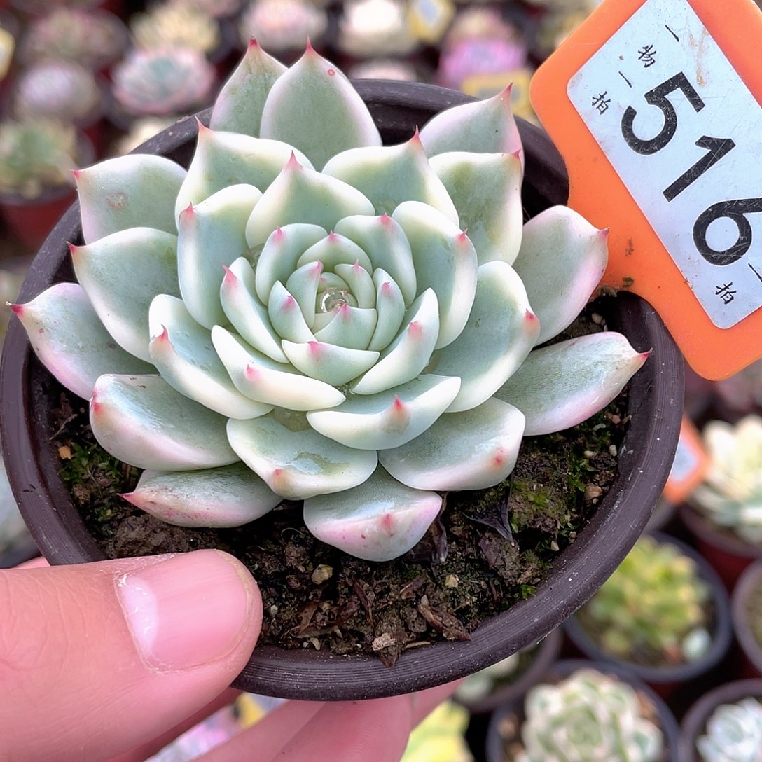 吉娃娃锦516号多肉