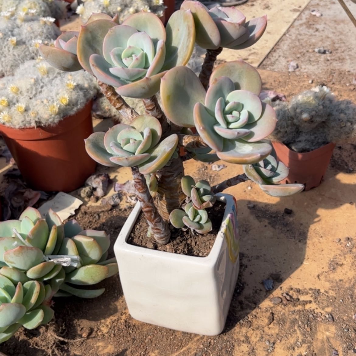 【闪购商品】无花朵流****