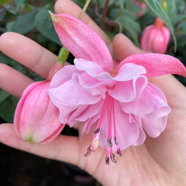 粉水晶倒挂金钟基地直发不带花苞