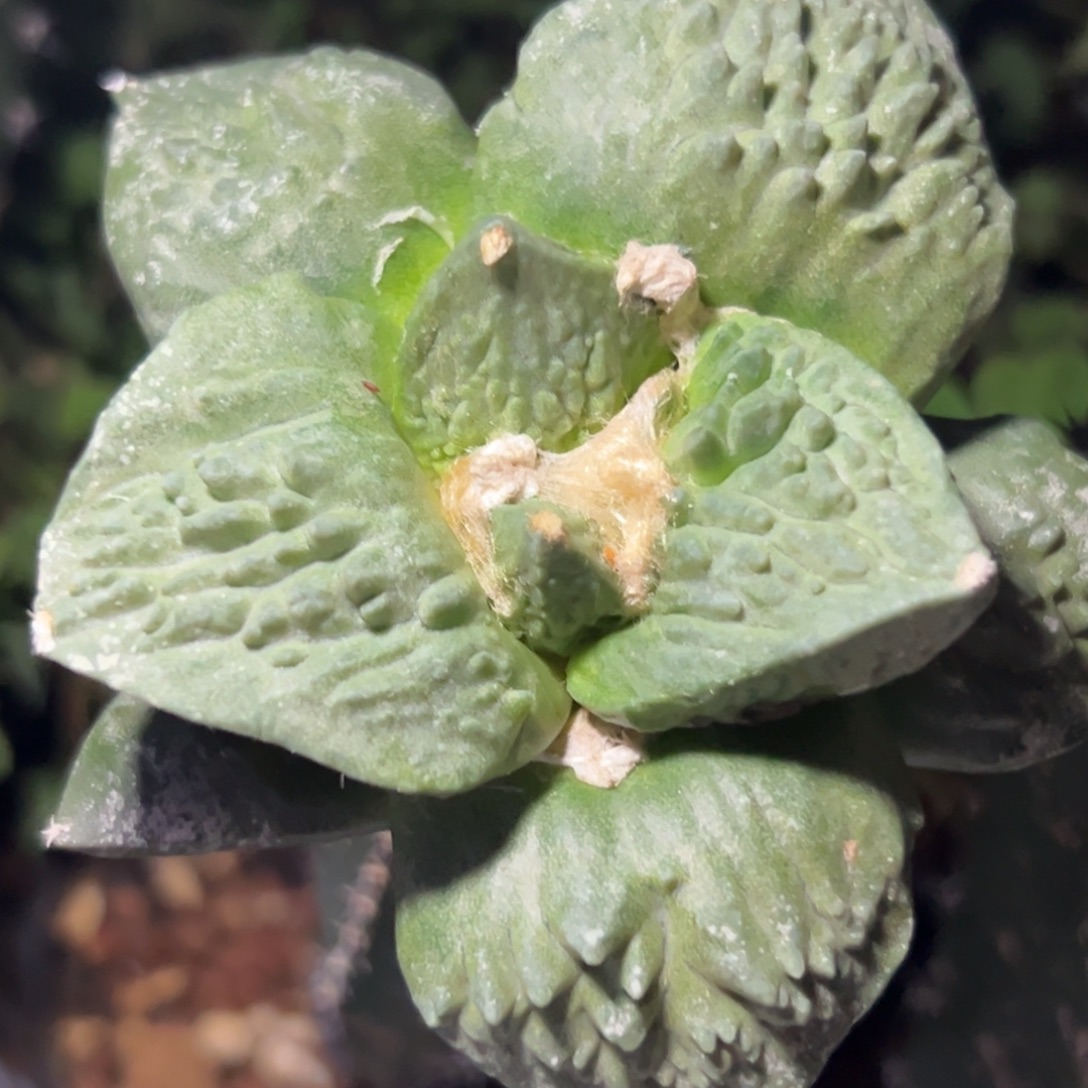 648仙人球的世界杯