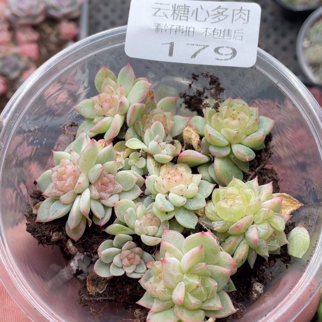 云糖心多肉植物179