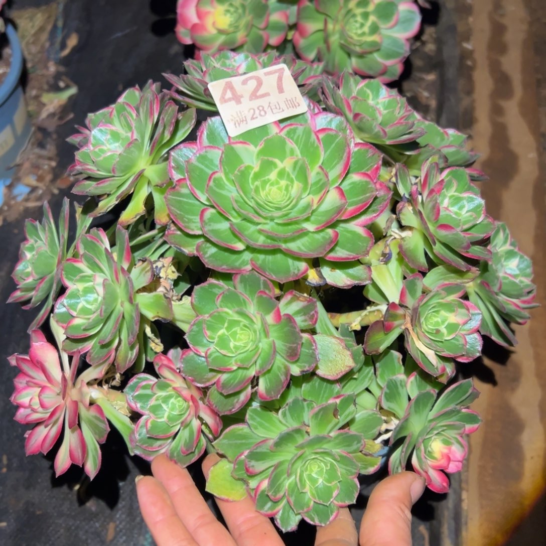 多肉植物427万花筒