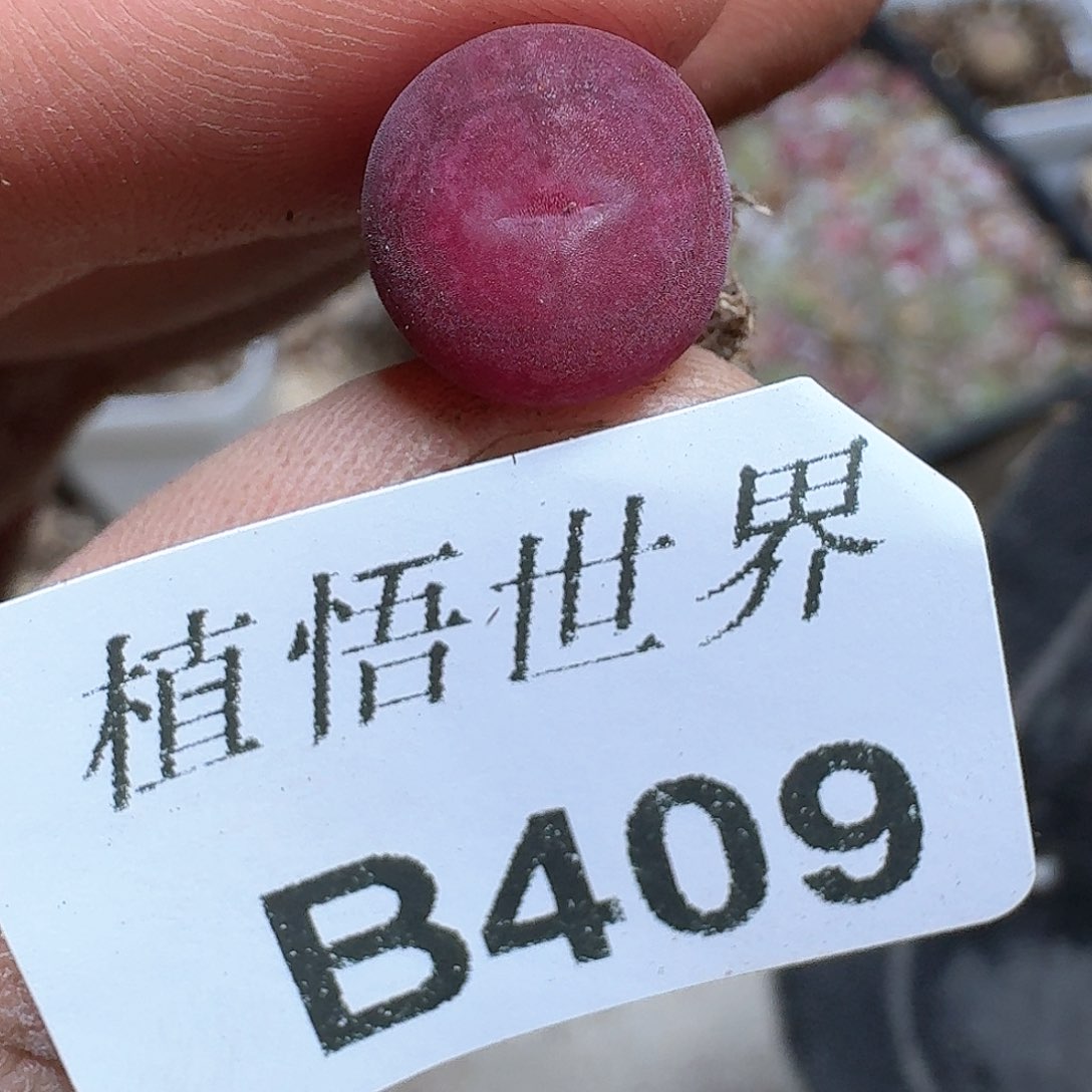 409号多肉植物哇d c