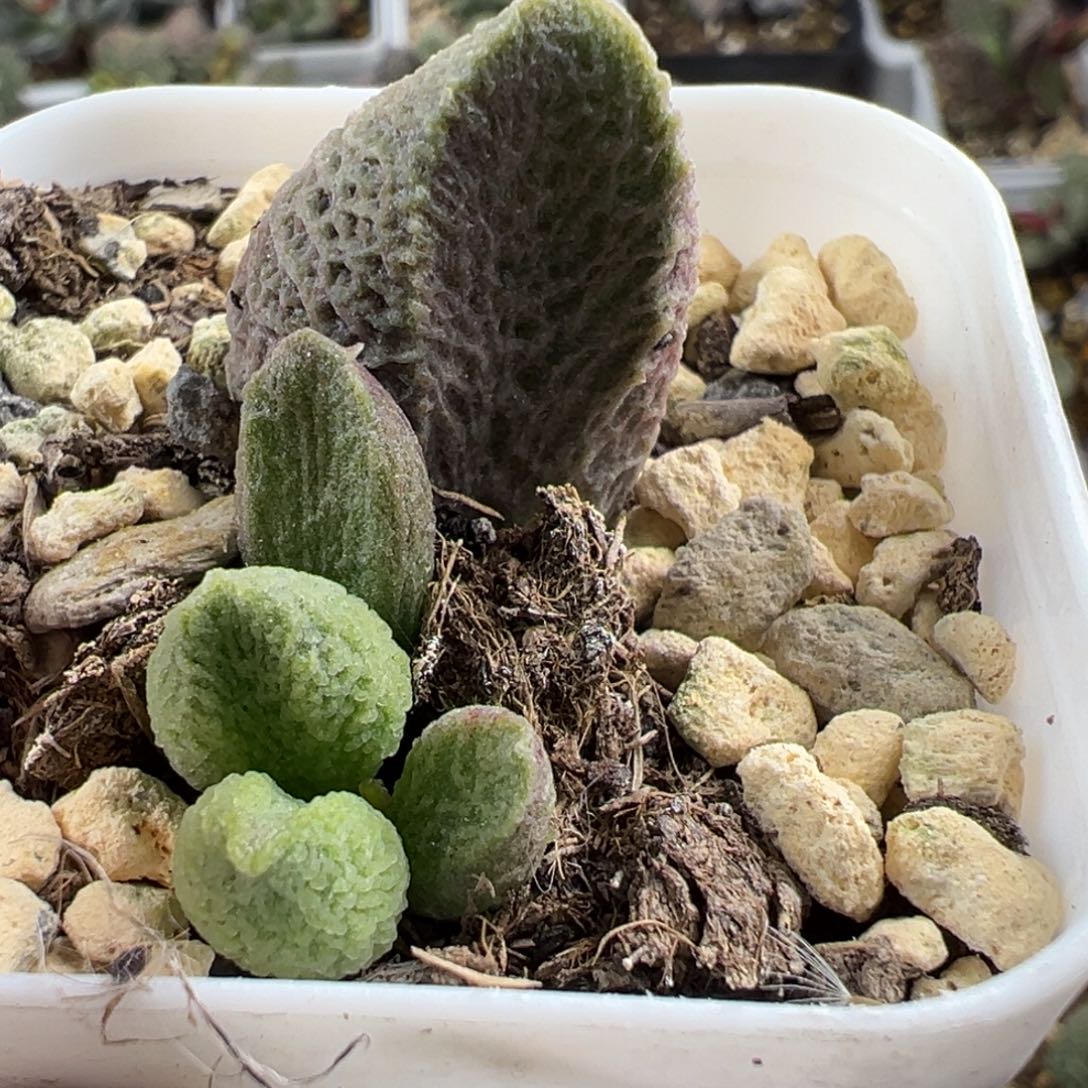 大叶网格纹实生新品大苗