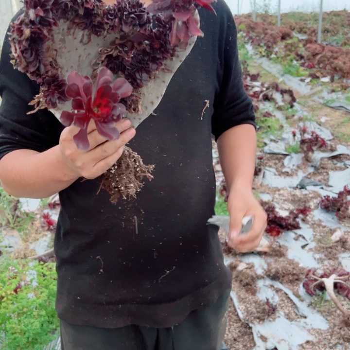 丽娜醉话133号多肉法师