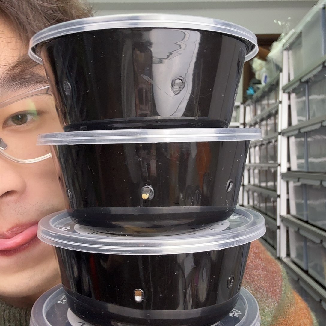 睫角守宫红底四选一