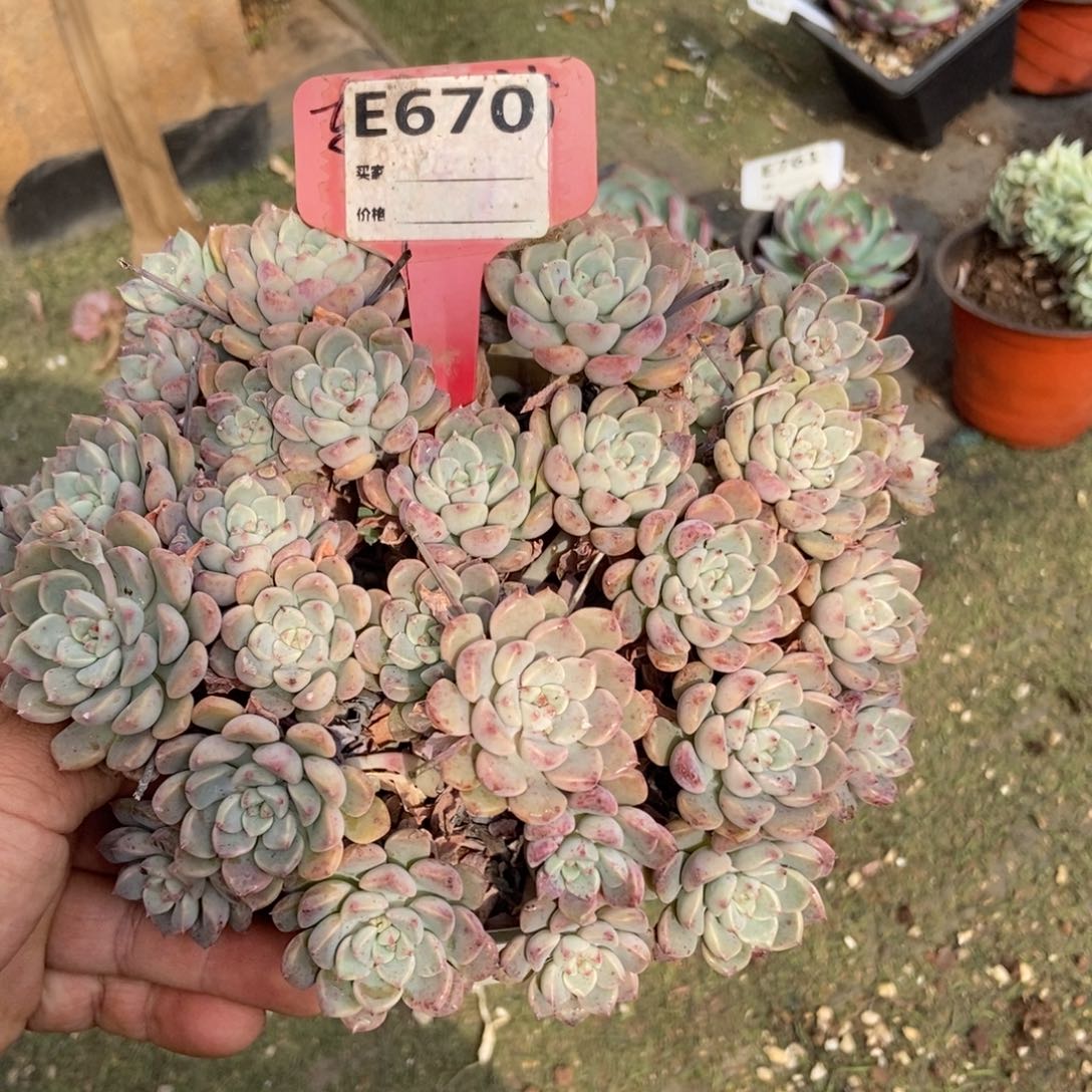 粉布偶多肉植物保护670