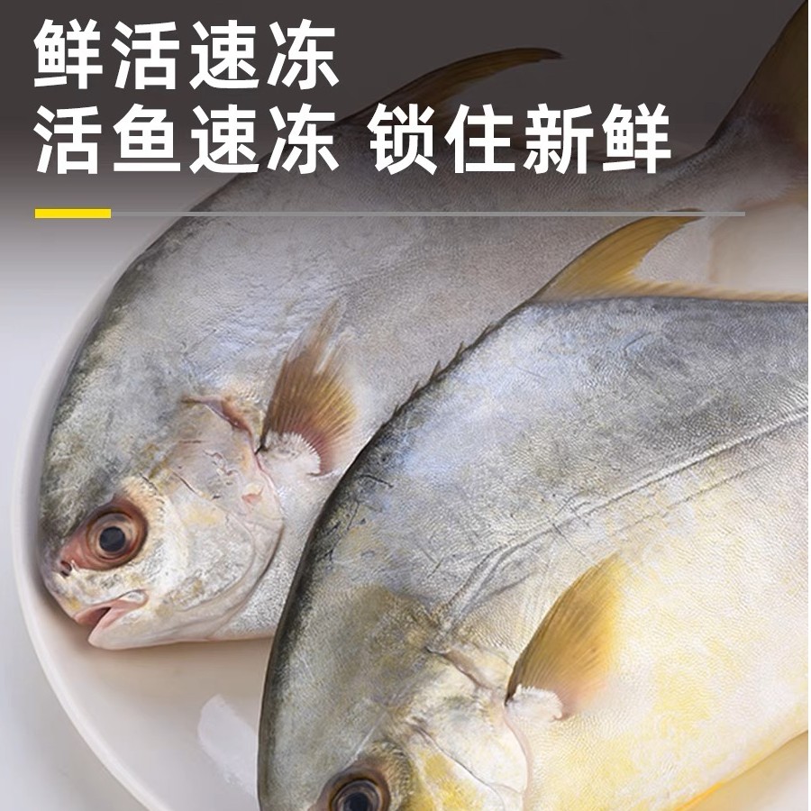 大金鲳鱼阳江深海鲜活速冻南海海鲜海鱼250g~500g/条帮杀