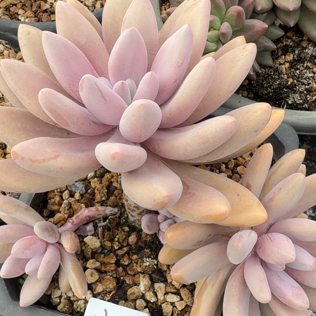 2412原始虞美人凡艺多肉