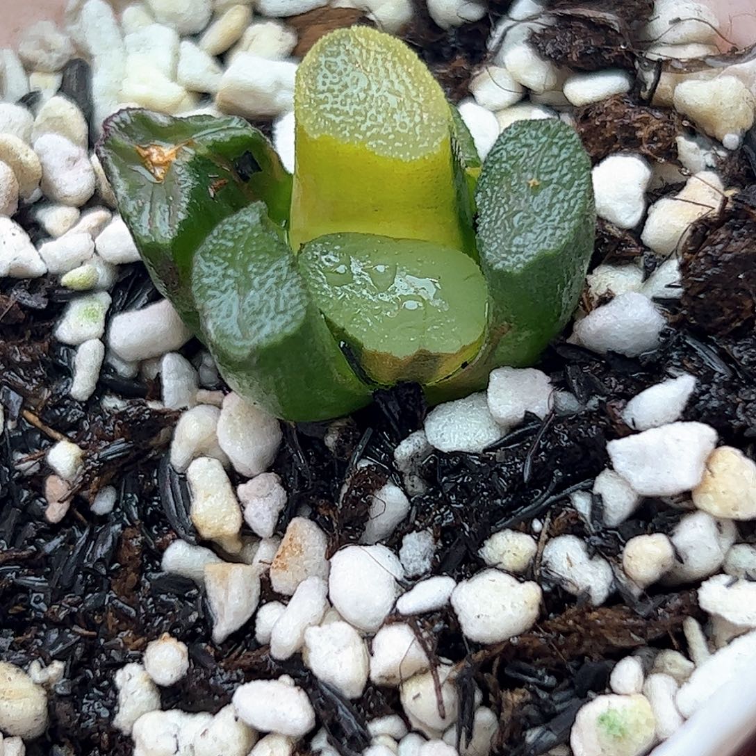 紫镜锦十二卷多肉植物