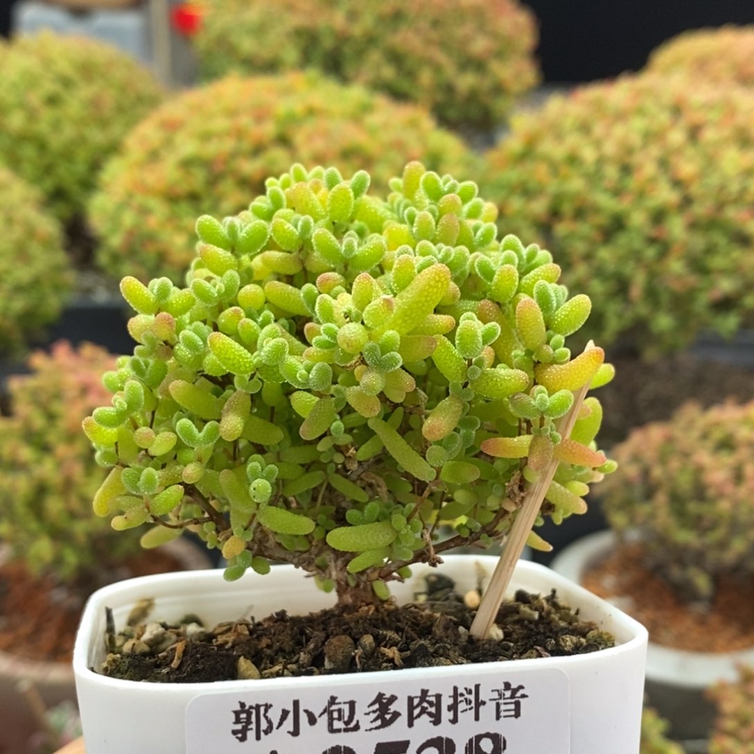 蜜橘糖球2538枝干番杏