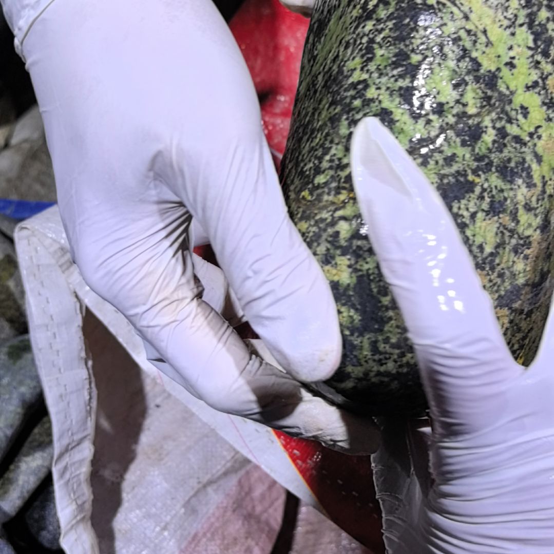 用***7藏玉药王石原石一个