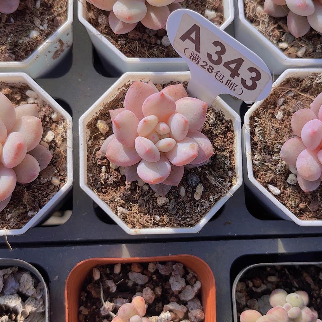 A343半夏一物一拍