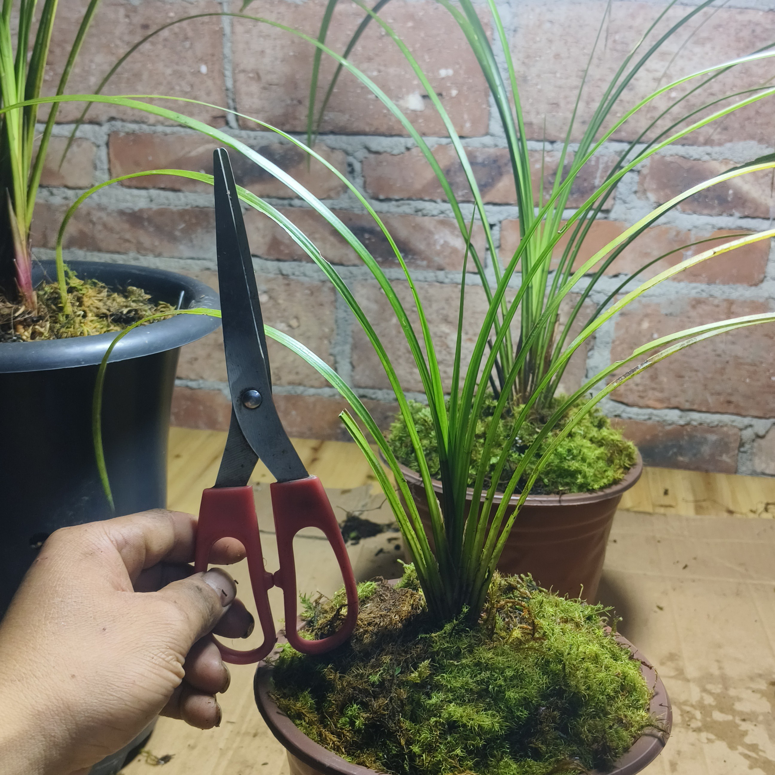 仿林下种植秋芝苗小扇形