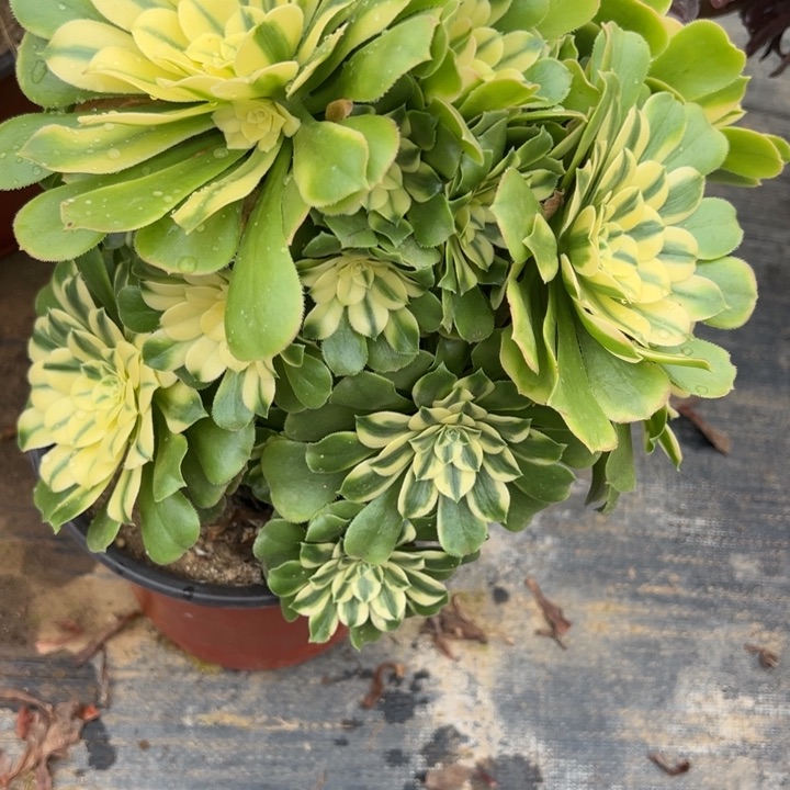 芳**萋2.2-66新尼亚多肉