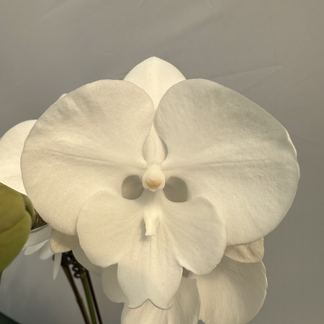 白天鹅3.5寸蝴蝶兰室内绿植盆栽四季开花