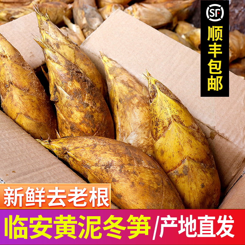 (大降价)临安冬笋新鲜现挖浙江野生竹笋两头尖黄泥笋时令蔬菜
