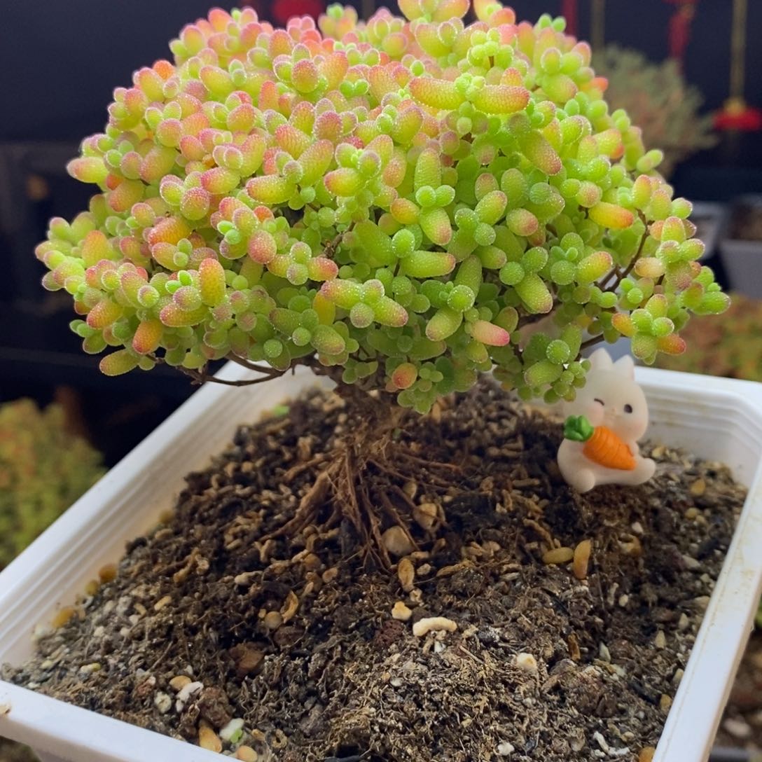 a12号蜜橘糖球（提根妖桩）