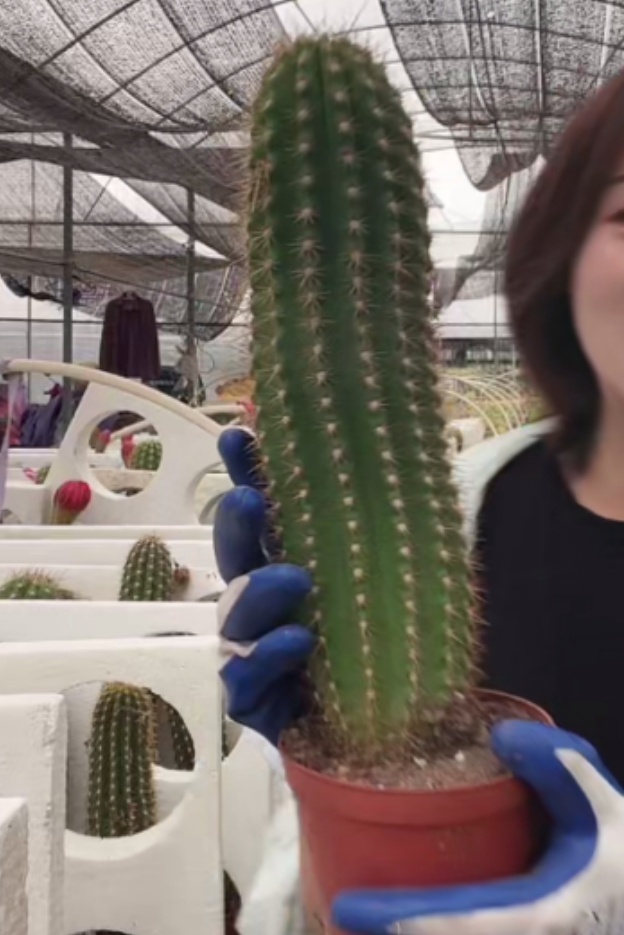 二妹园艺【  实生毛花柱  】【高度保25公分 】脱土随机发货