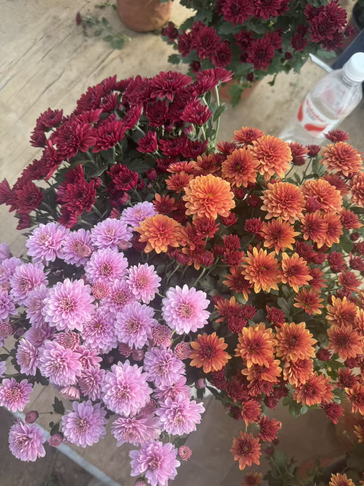 套餐球鞠带花带花苞发货耐寒耐热新手易养护