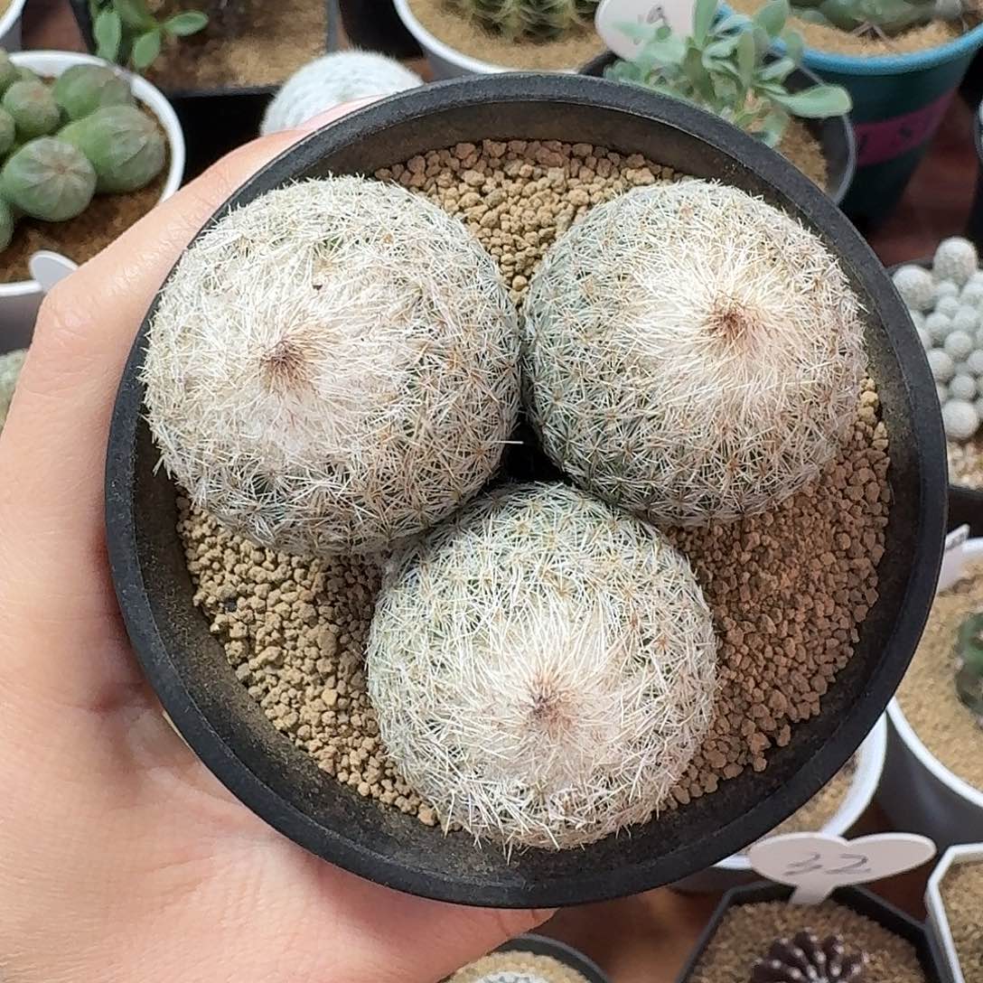 三头月世界仙人球