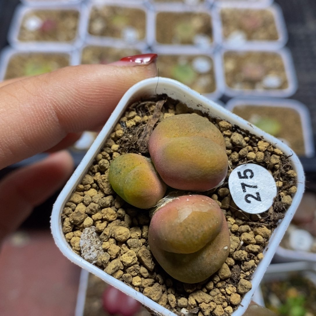 3头多肉多肉植物