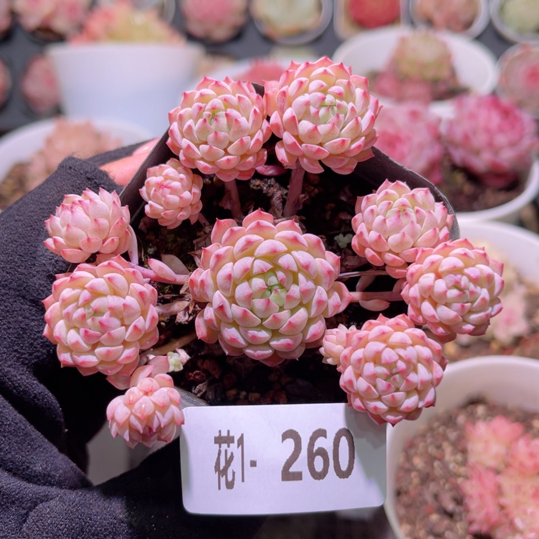 花利美1-260小粉莓