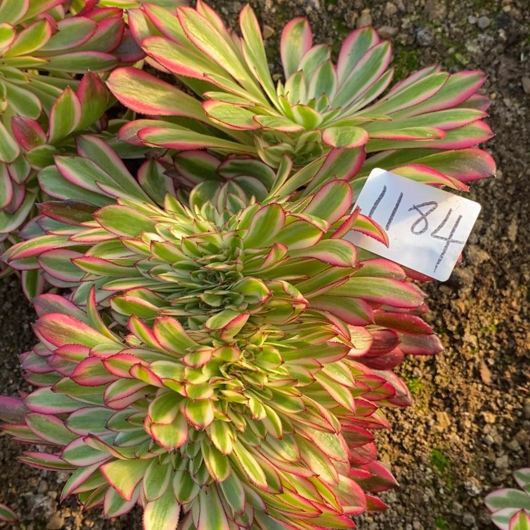 1184黑天鹅缀多肉植物