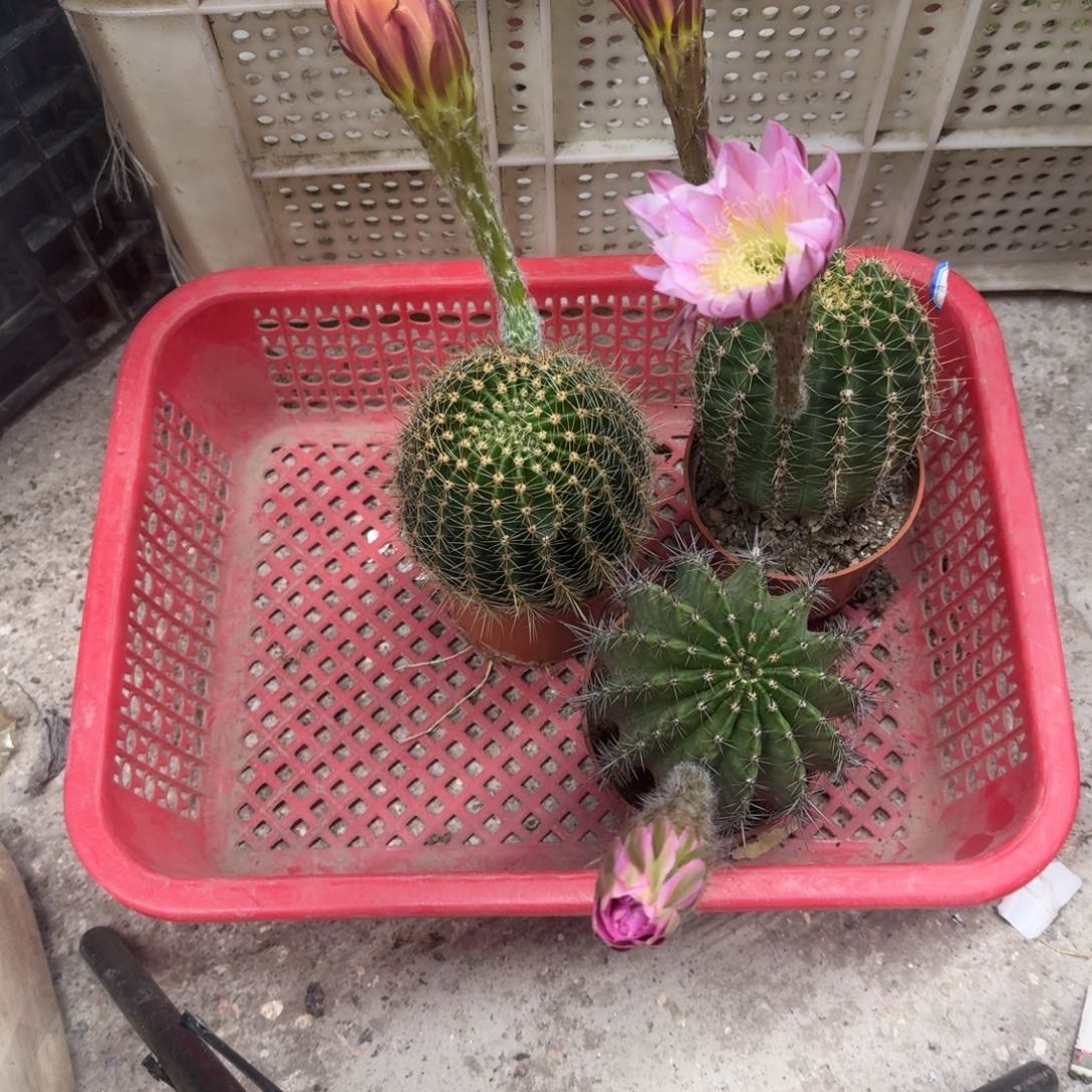 释***然无花朵彩草哈哈哈哈哈哈哈哈