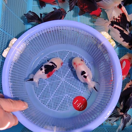 金鱼148兰寿两只特价顺丰包邮