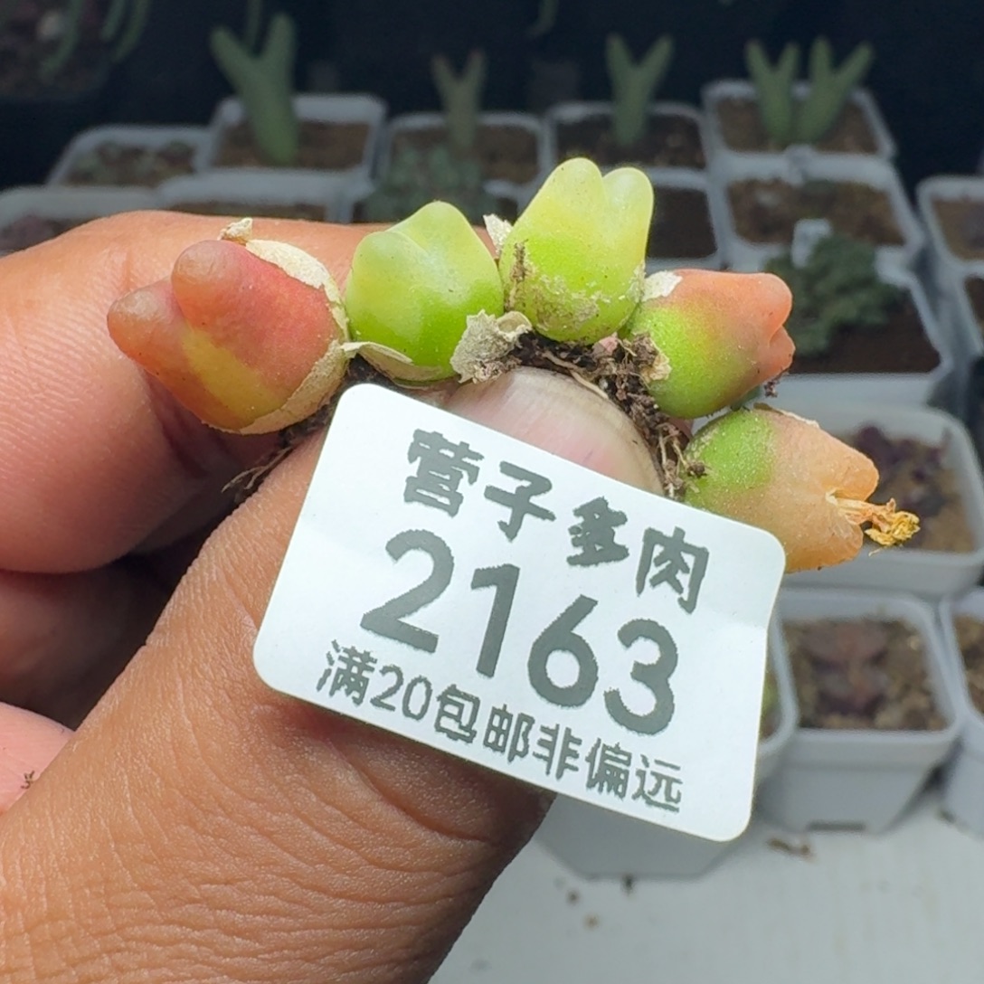 元***宝5颗。            