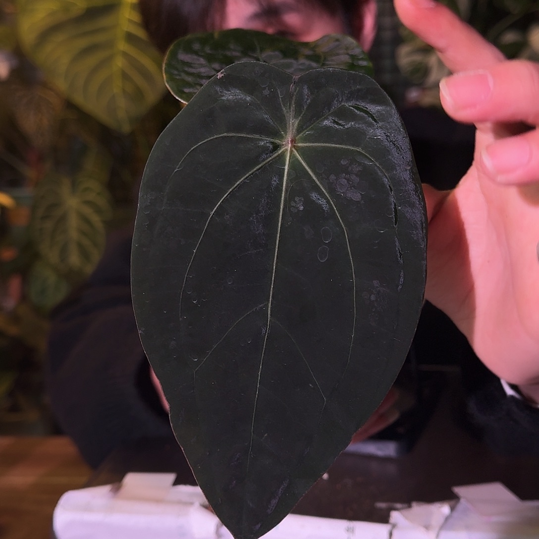 不开花植物C177papi盾