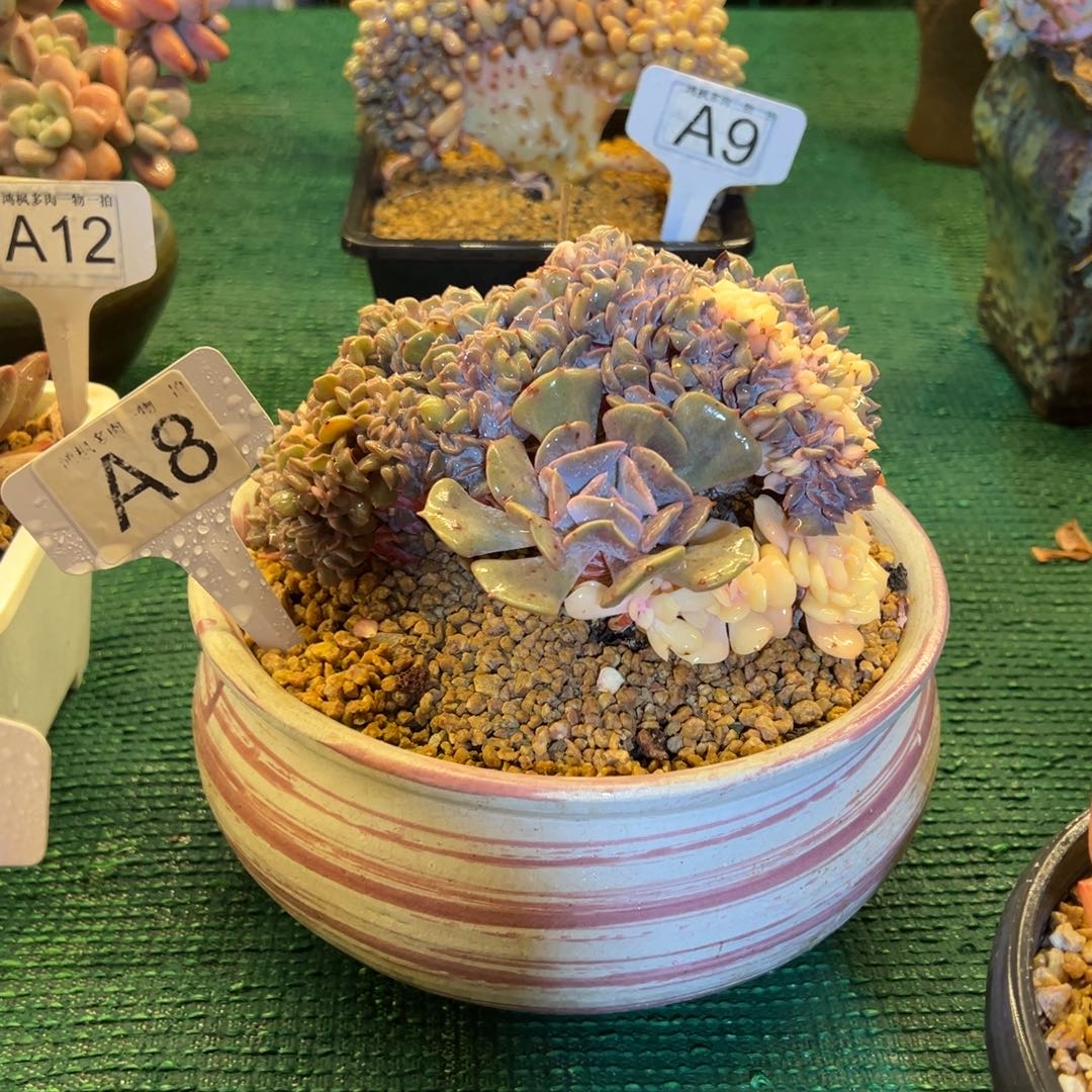 雪精灵锦缀，，，，，，，，，，，，