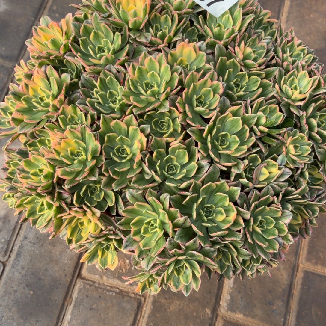 甜茶老桩087肉肉肉肉肉