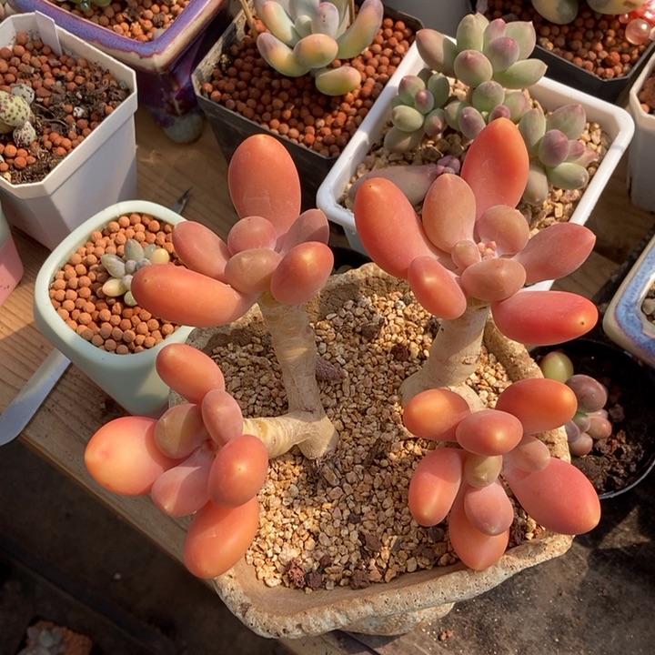 金蝉老桩多肉植物