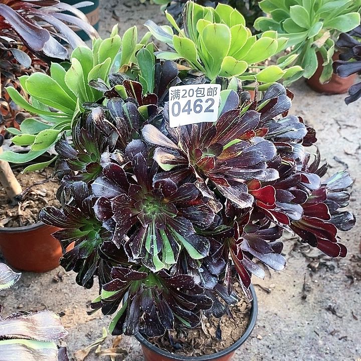 0462 一颗水墨丹青