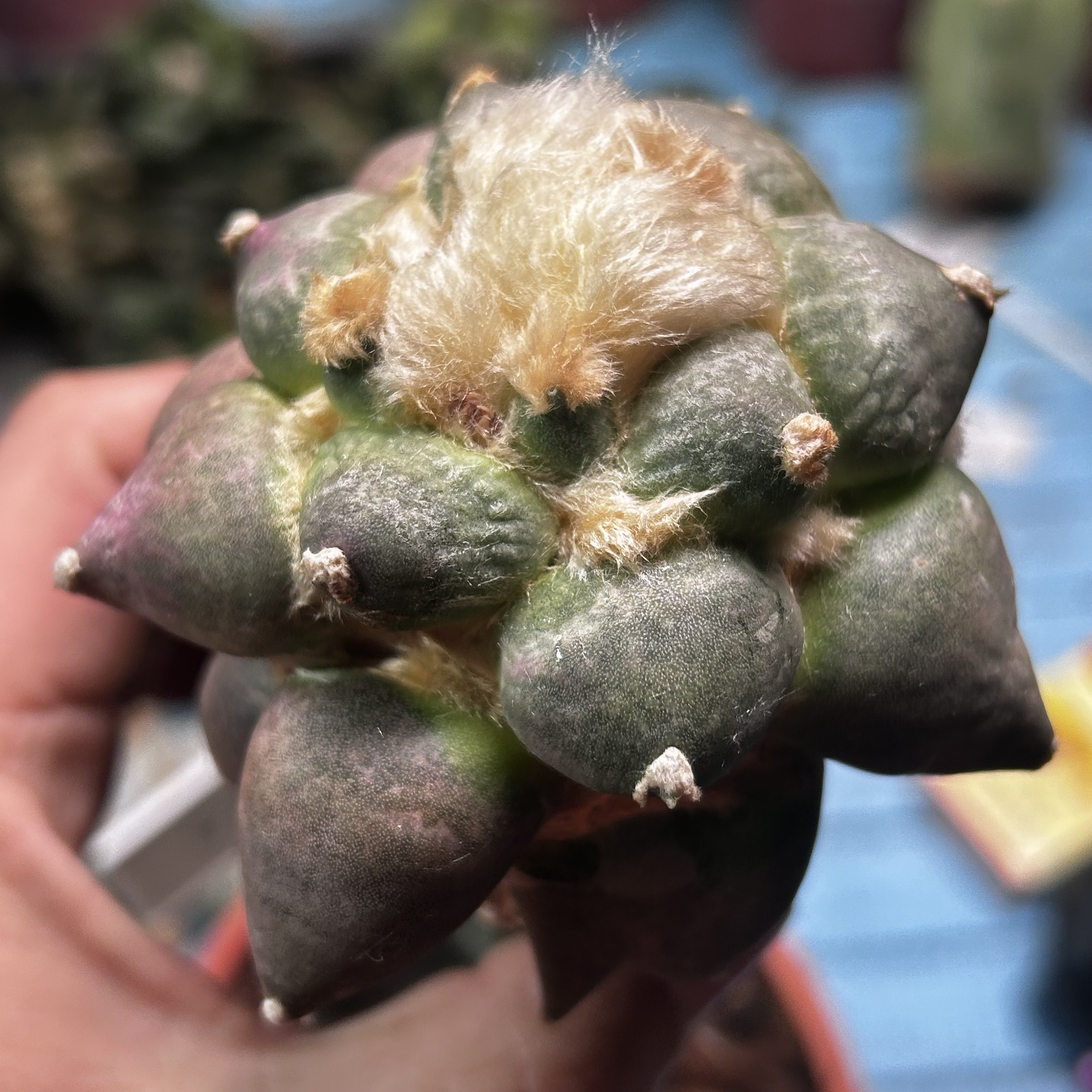 园艺仙人球/牡丹/丸尤青瓷/c4