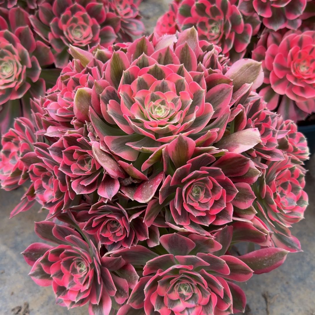 917粉女郎精品法师多肉