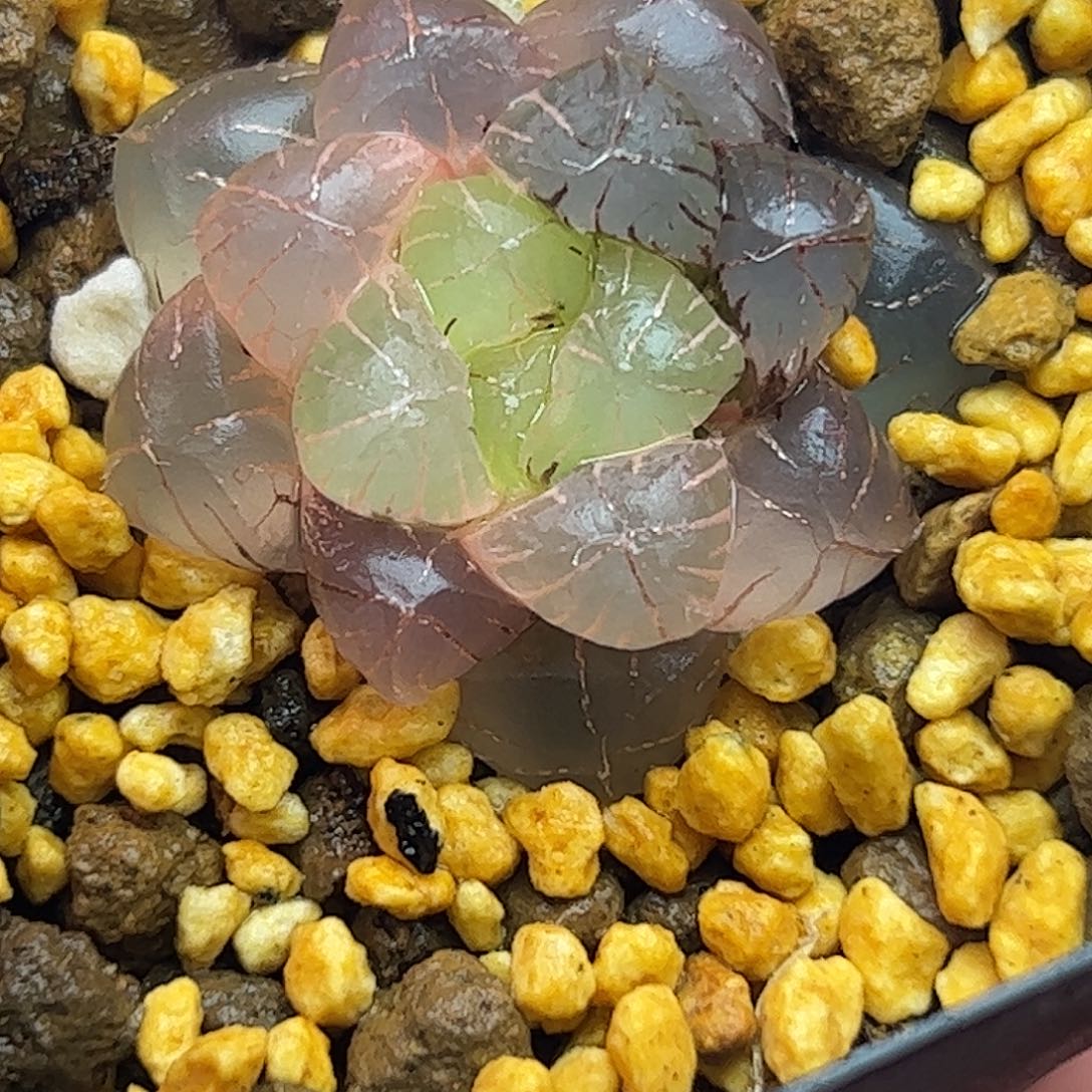 糊斑姬玉露锦十二卷