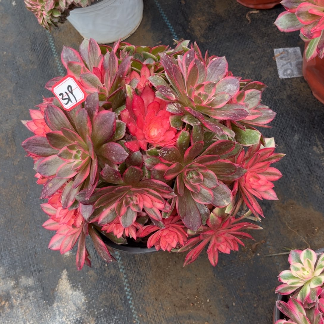 319多肉植物黑魔锦