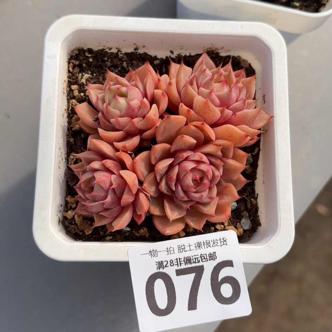 笨吧老桩无盆土发货