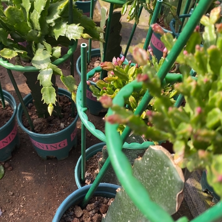 十***六完全开放粉异类蟹爪兰