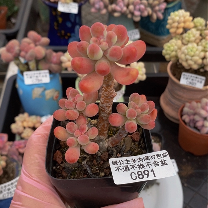 派大星6cm891多肉植物