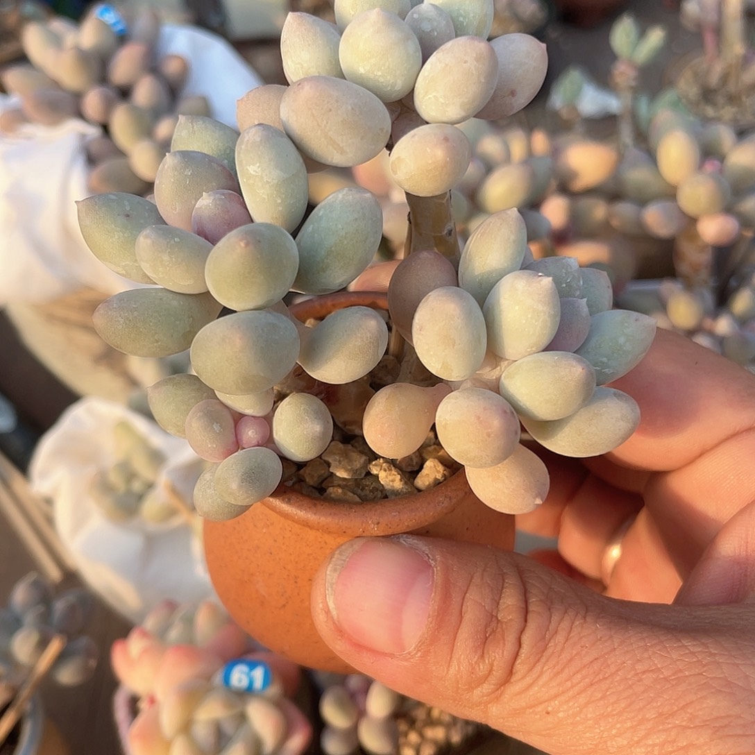 溜溜球 脱土发货 4口盆