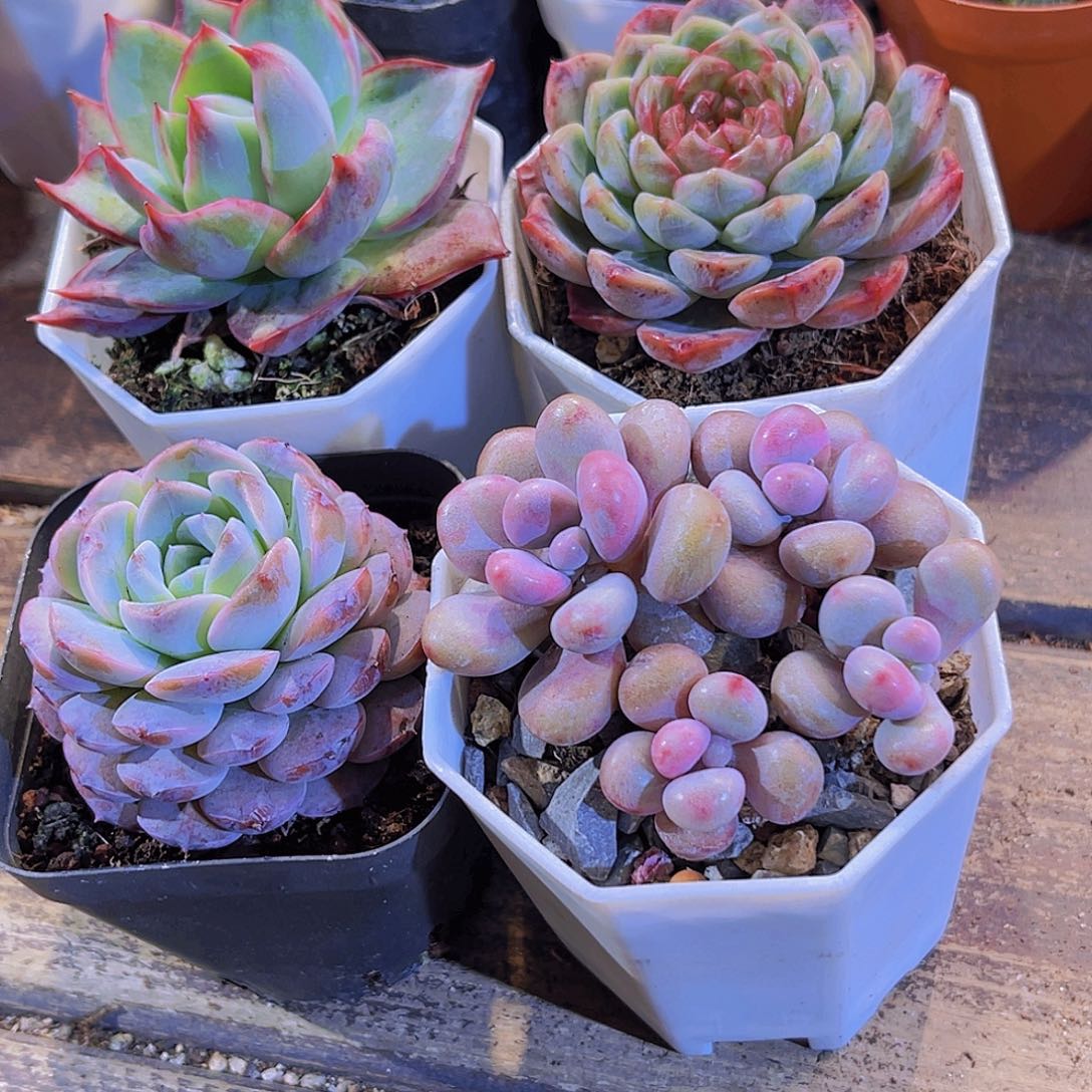 桃蛋。恩宠。葡萄珍妮。惊鸿