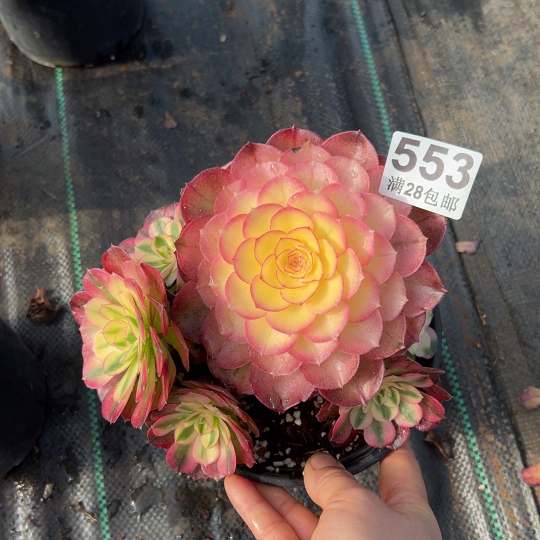 多肉植物553荔枝